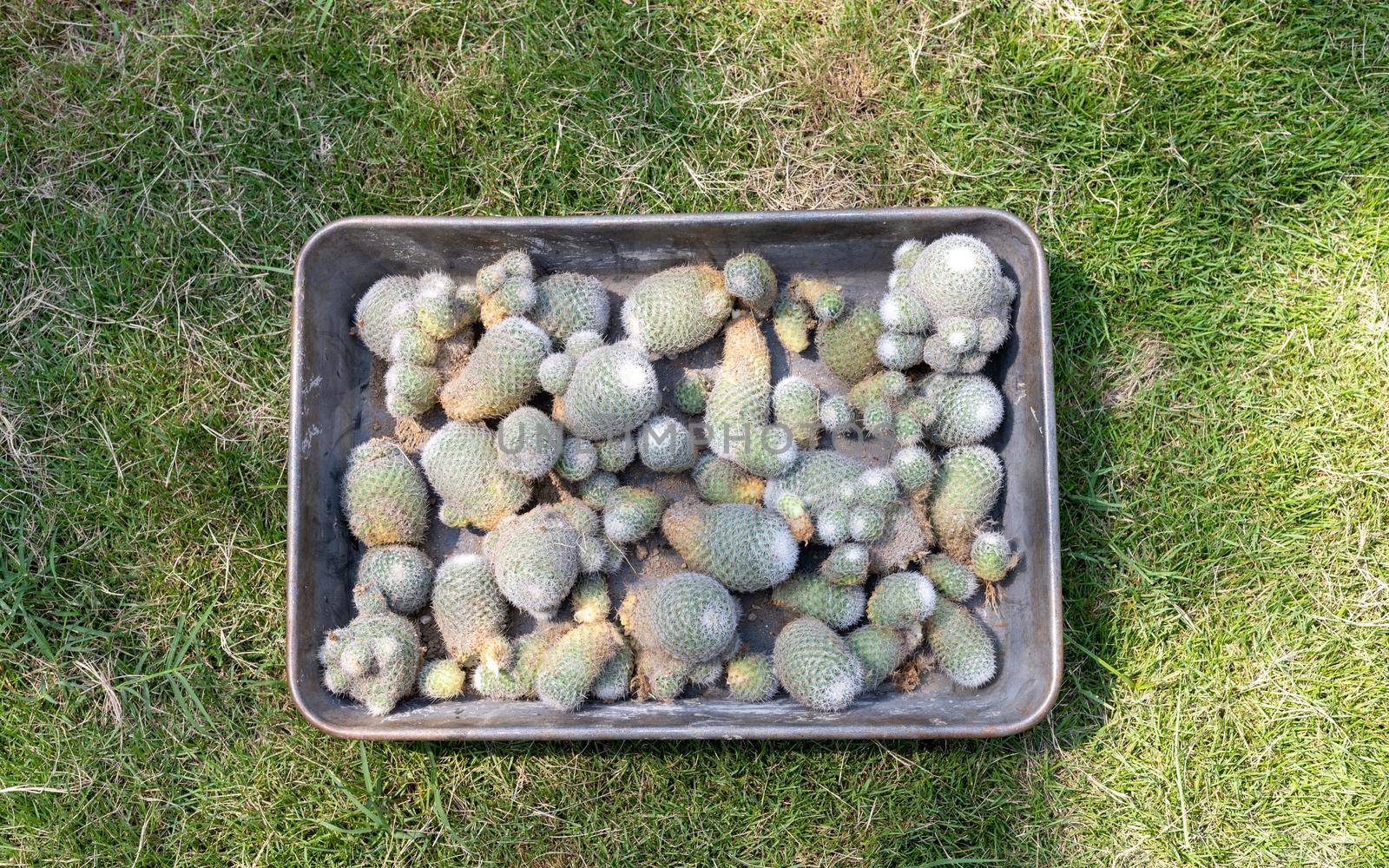 Mammillaria cactus pups ready to propagate in a plant nursery