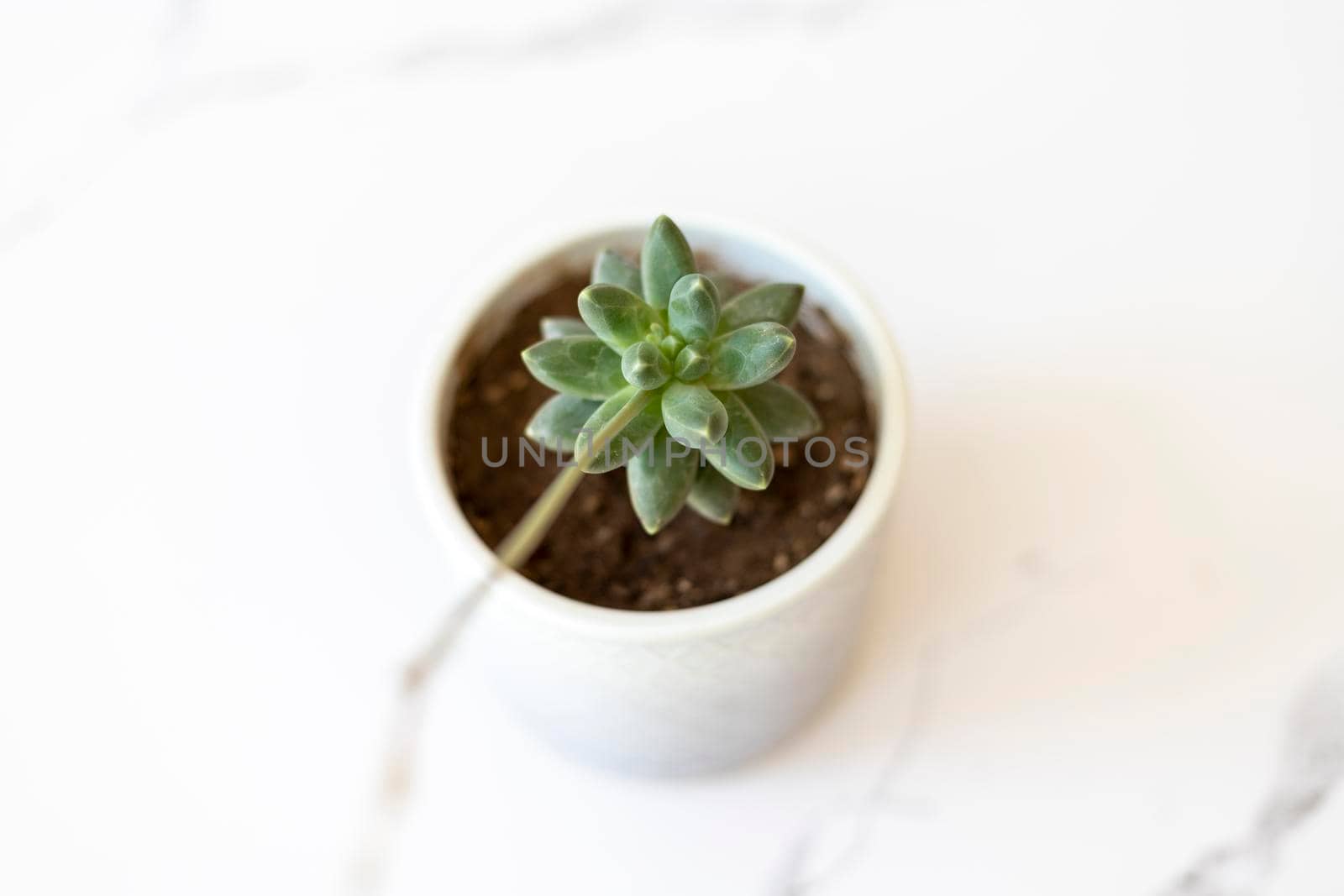 Pachyphytum compactum succulent a ceramic pot with selective focus and blur background by Bilalphotos