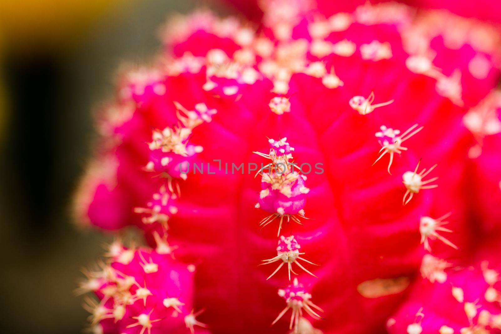 Close up of a small cactus. Most cacti live in habitats subject to at least some drought.