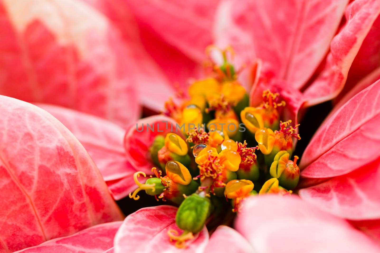 Bright poinsettias for the Christmas/holiday season.