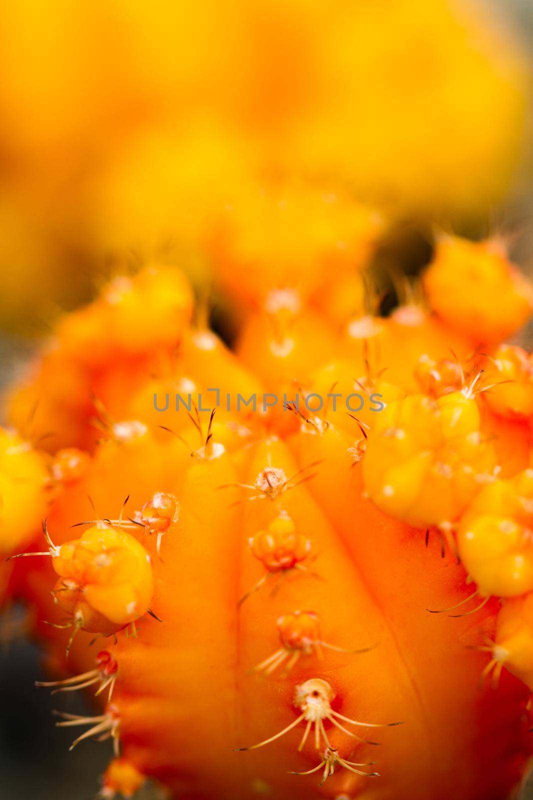Close up of a small cactus. Most cacti live in habitats subject to at least some drought.