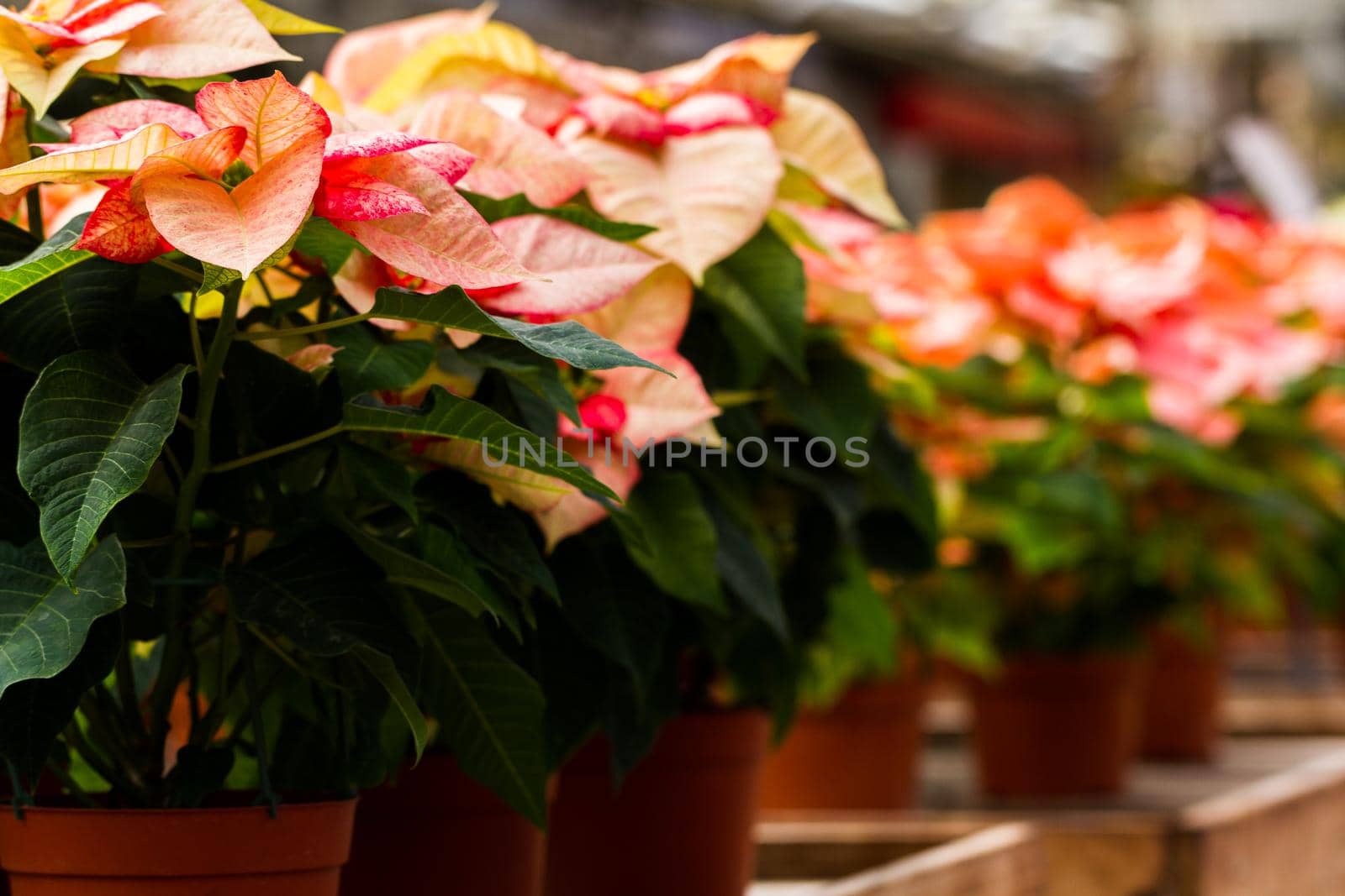 Bright poinsettias for the Christmas/holiday season.