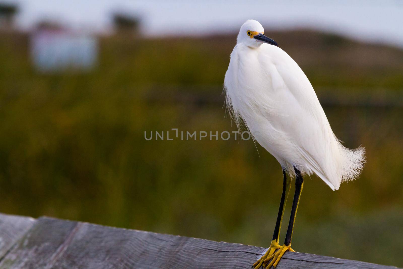 Snowy egret in natural habitat on South Padre Island, TX.