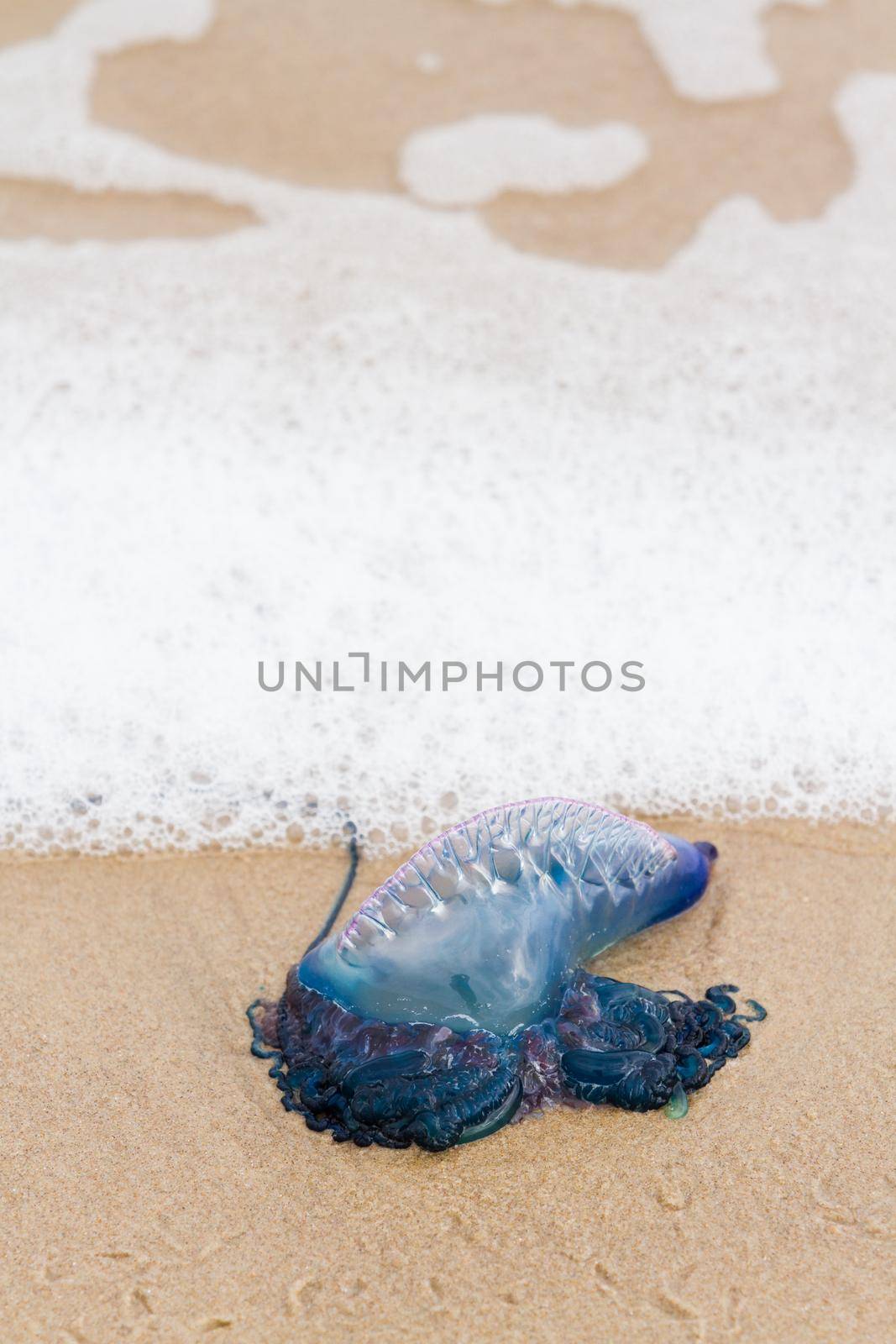 Portuguese Man O War Jellyfish on the beach of South padre, TX.