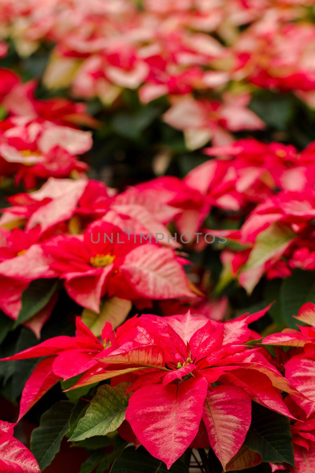 Bright poinsettias for the Christmas/holiday season.