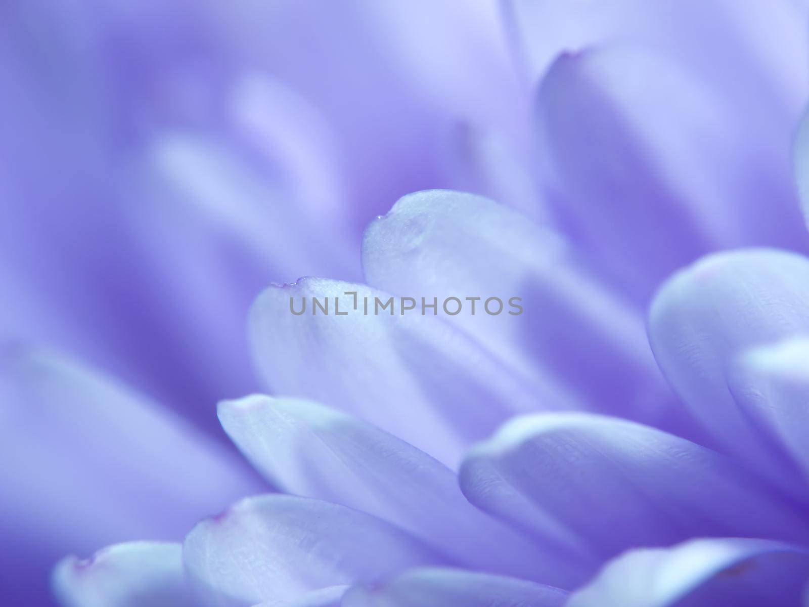 A macro photo of flower beauty by YuriArcurs