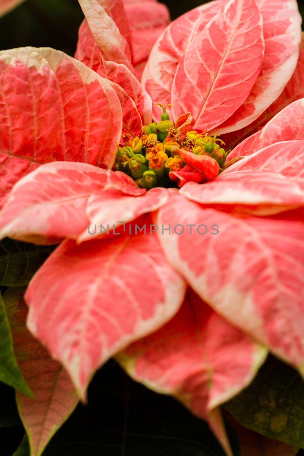 Bright poinsettias for the Christmas/holiday season.