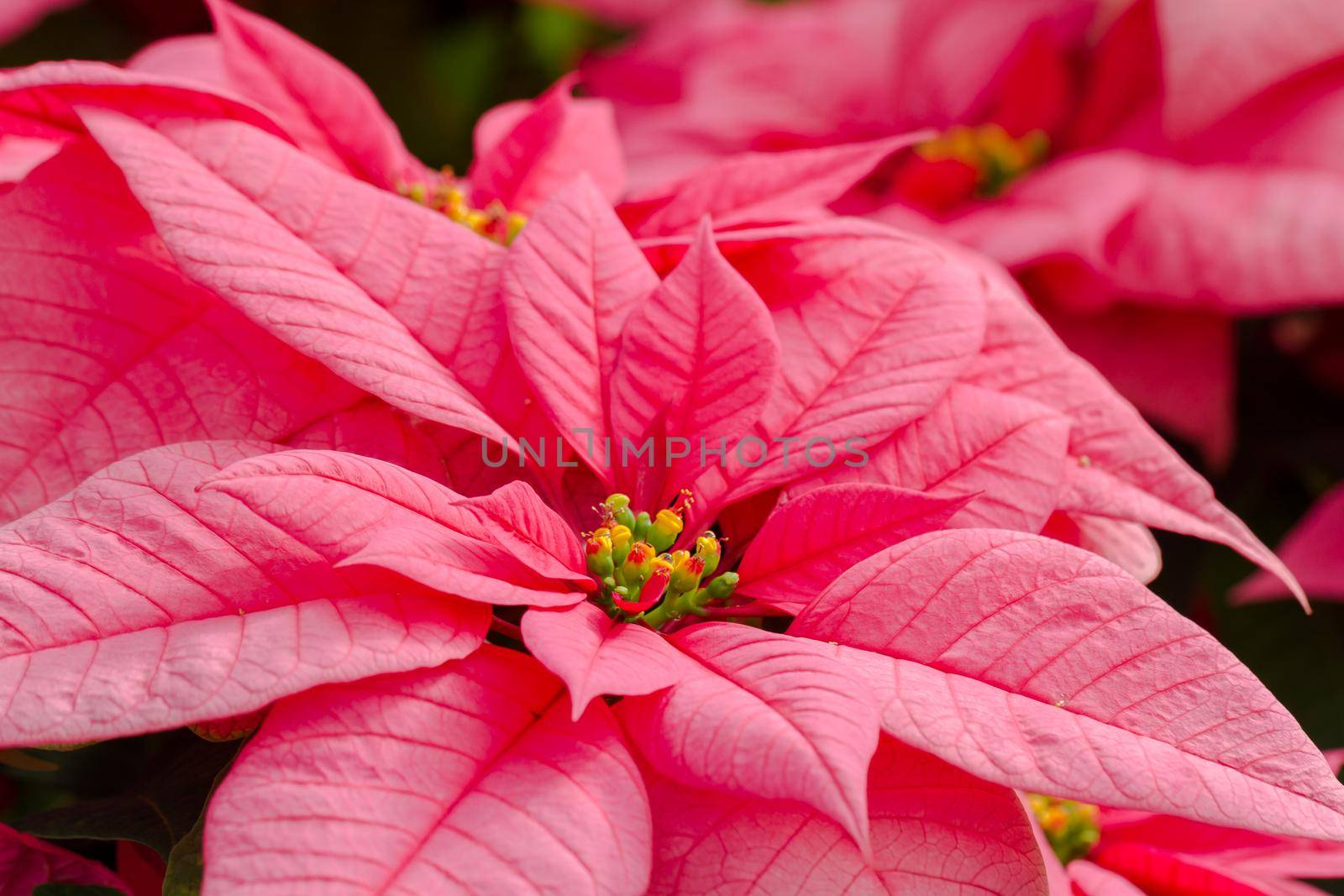 Poinsettias by arinahabich