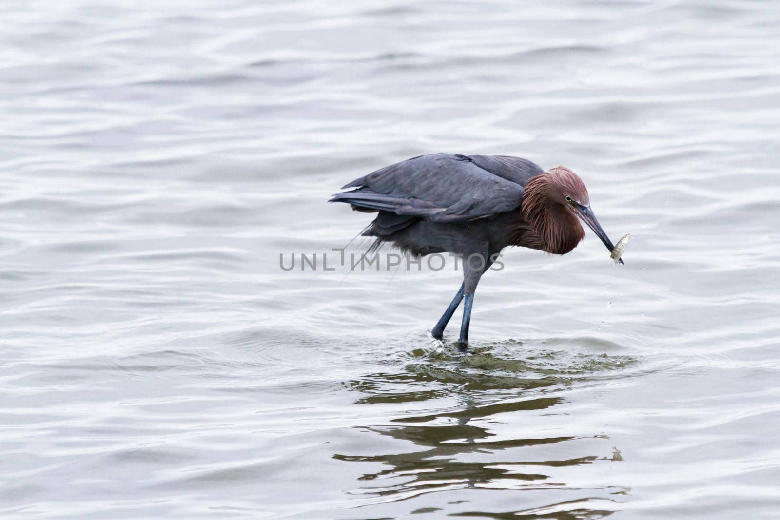 Raddish heron in native habitat on South Padre Island, TX.