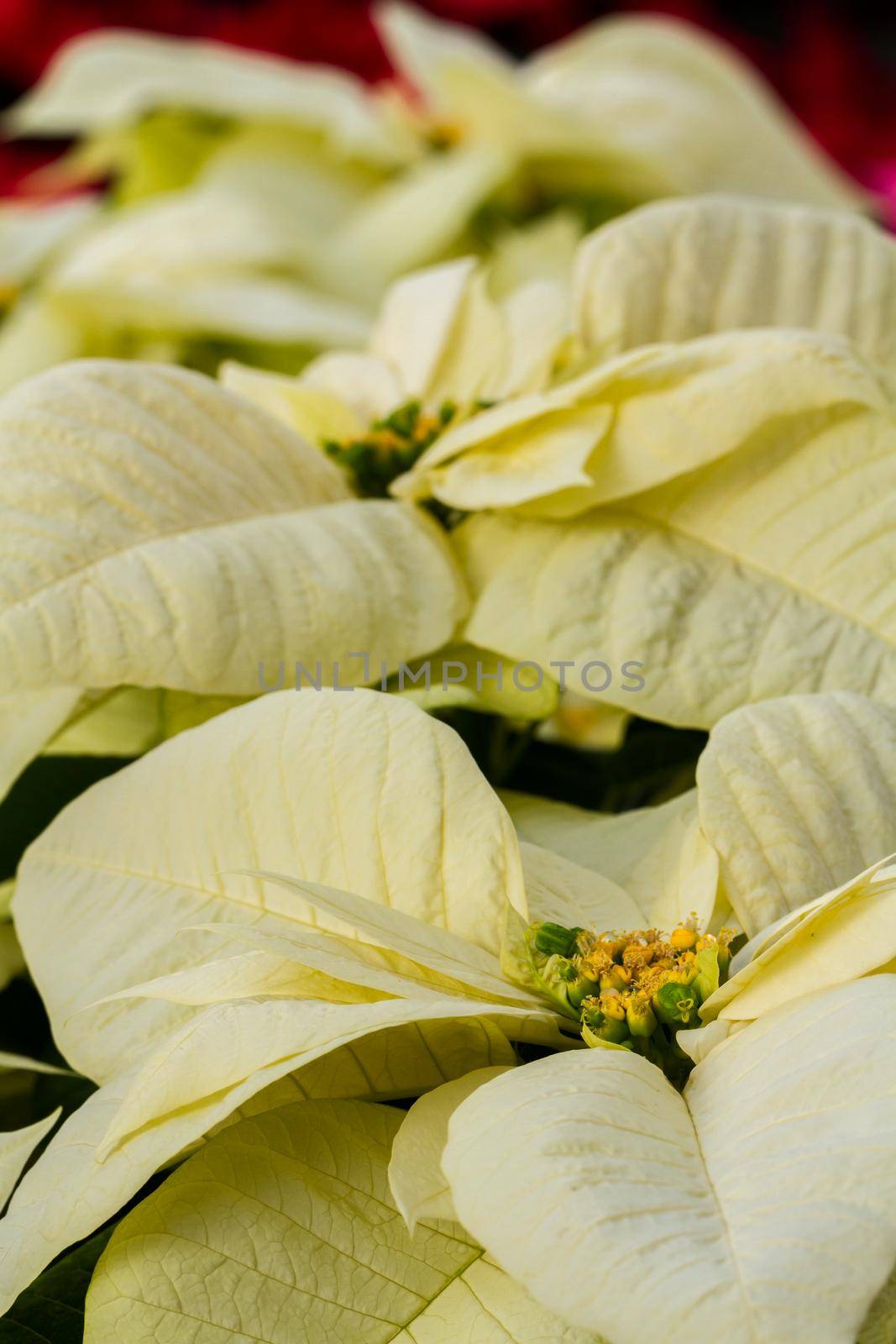 Bright poinsettias for the Christmas/holiday season.