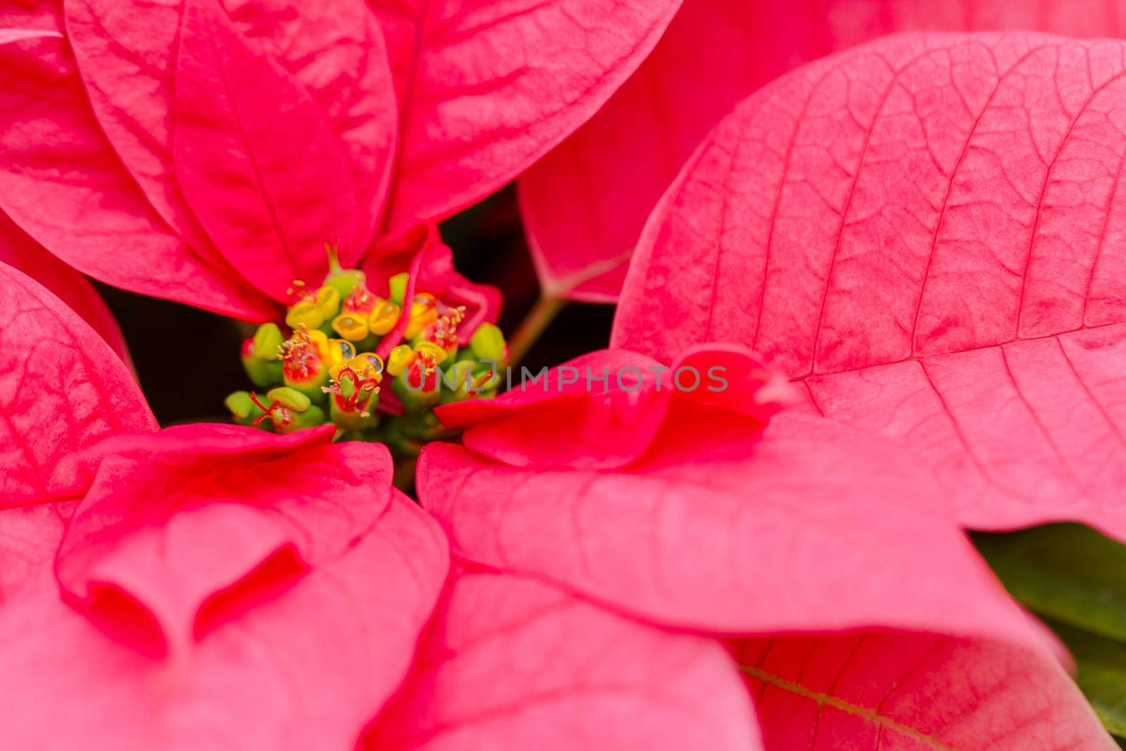 Bright poinsettias for the Christmas/holiday season.