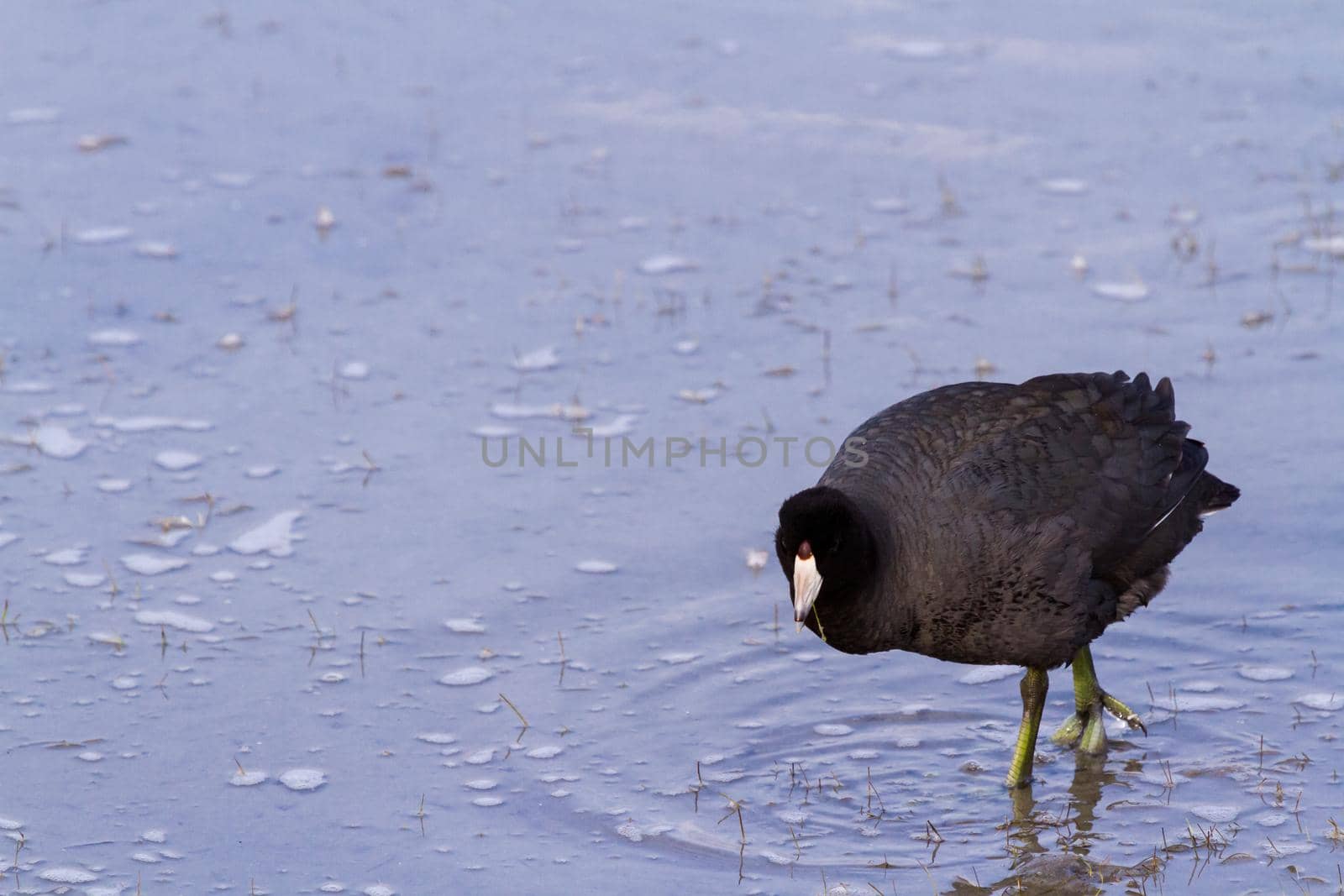 Common moorhen in natural habitat on South Padre Island, TX.