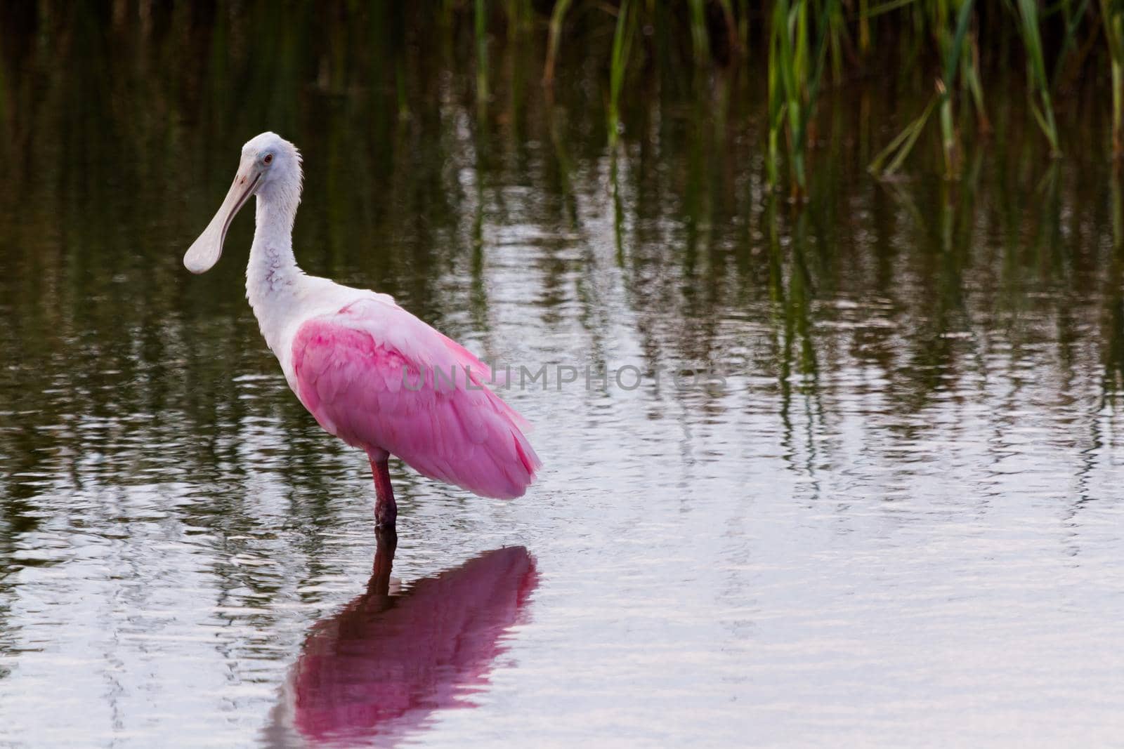 Roseate spoonhill in natural habitat on South Padre Island, TX.