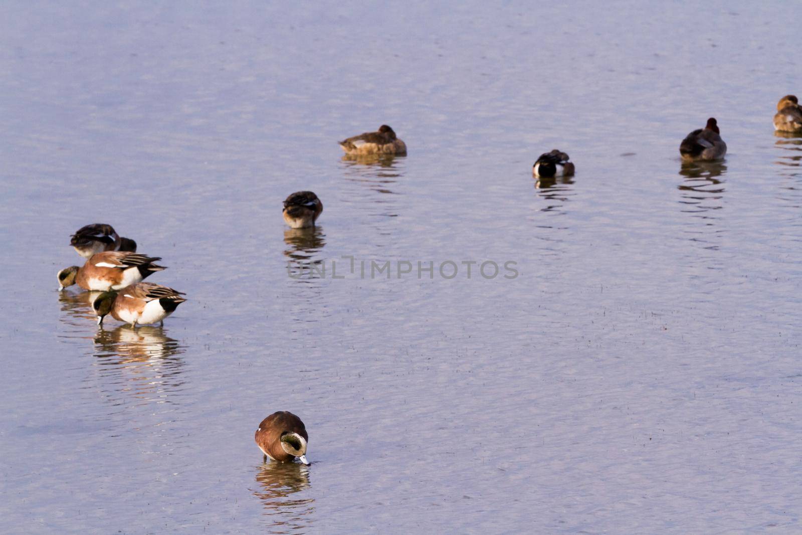 Redhead ducks in natural habitat on South Padre Island, TX.