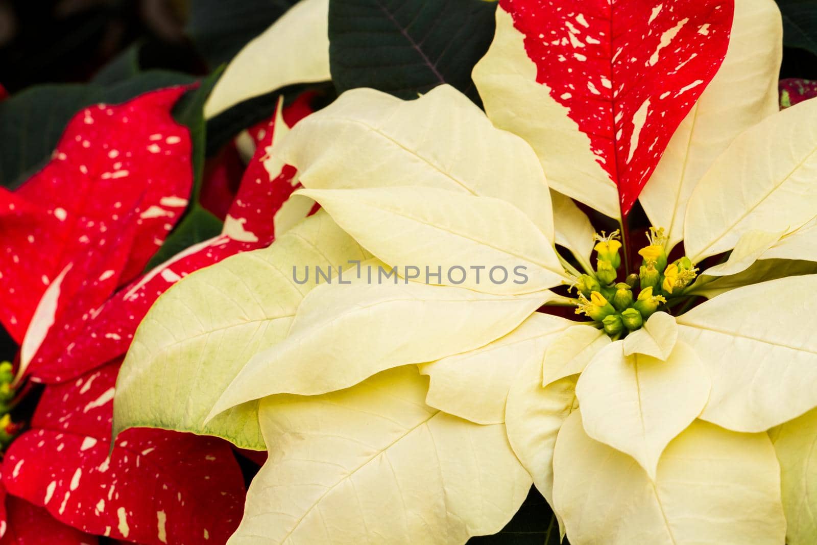 Bright poinsettias for the Christmas/holiday season.