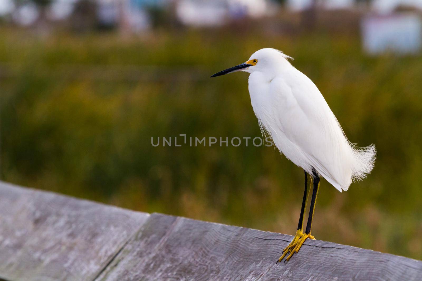 Snowy egret in natural habitat on South Padre Island, TX.