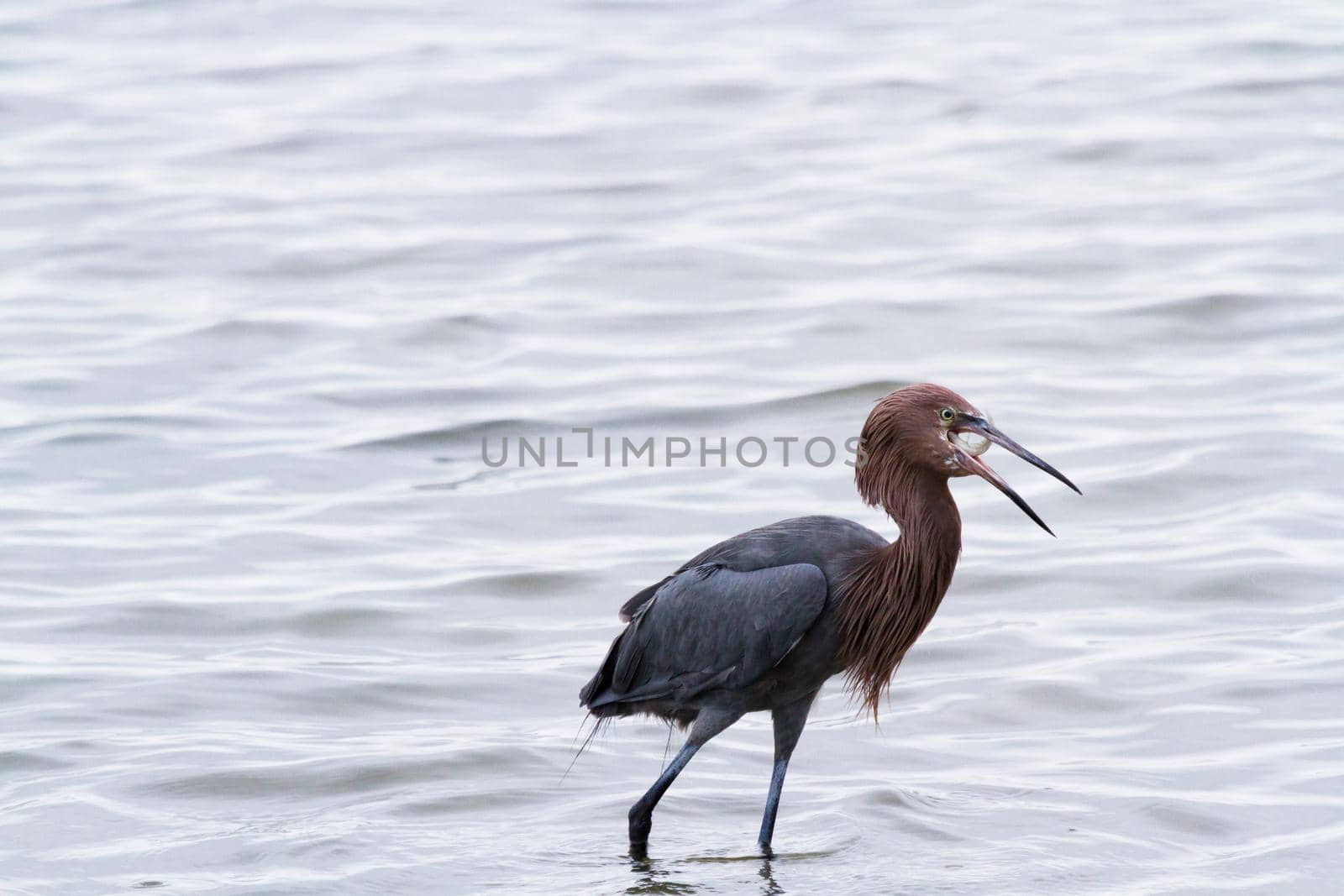 Raddish heron by arinahabich