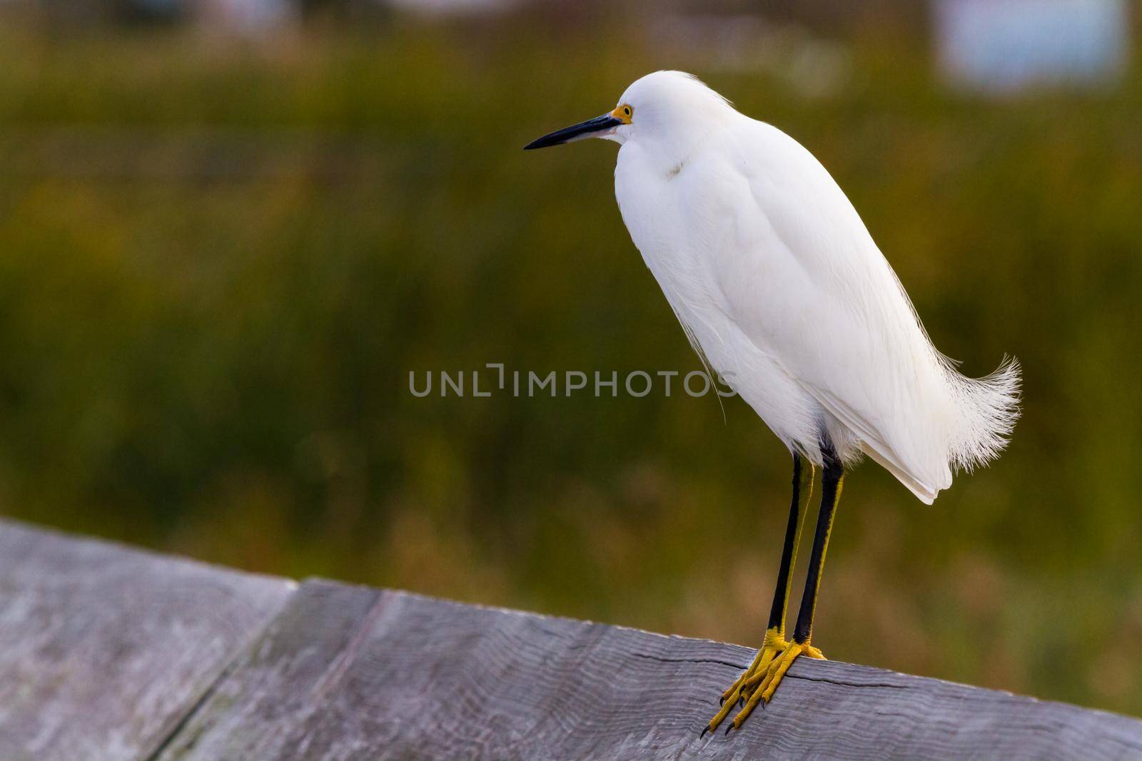 Snowy egret in natural habitat on South Padre Island, TX.