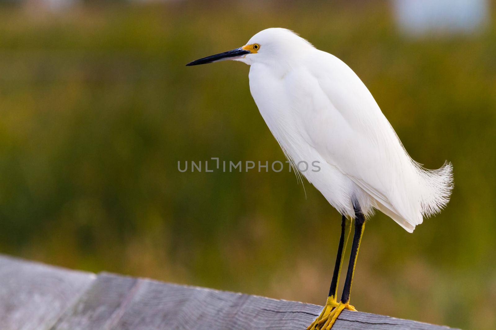 Snowy egret in natural habitat on South Padre Island, TX.