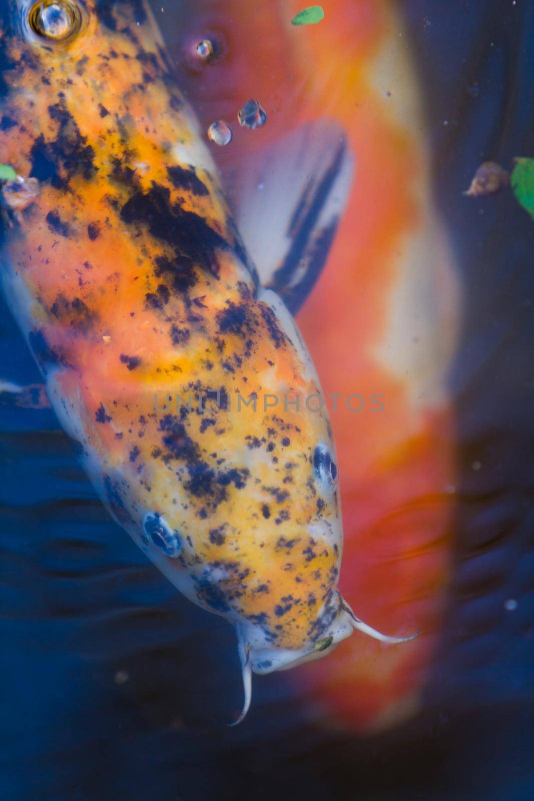 large koi in the koi pont of Alamo.