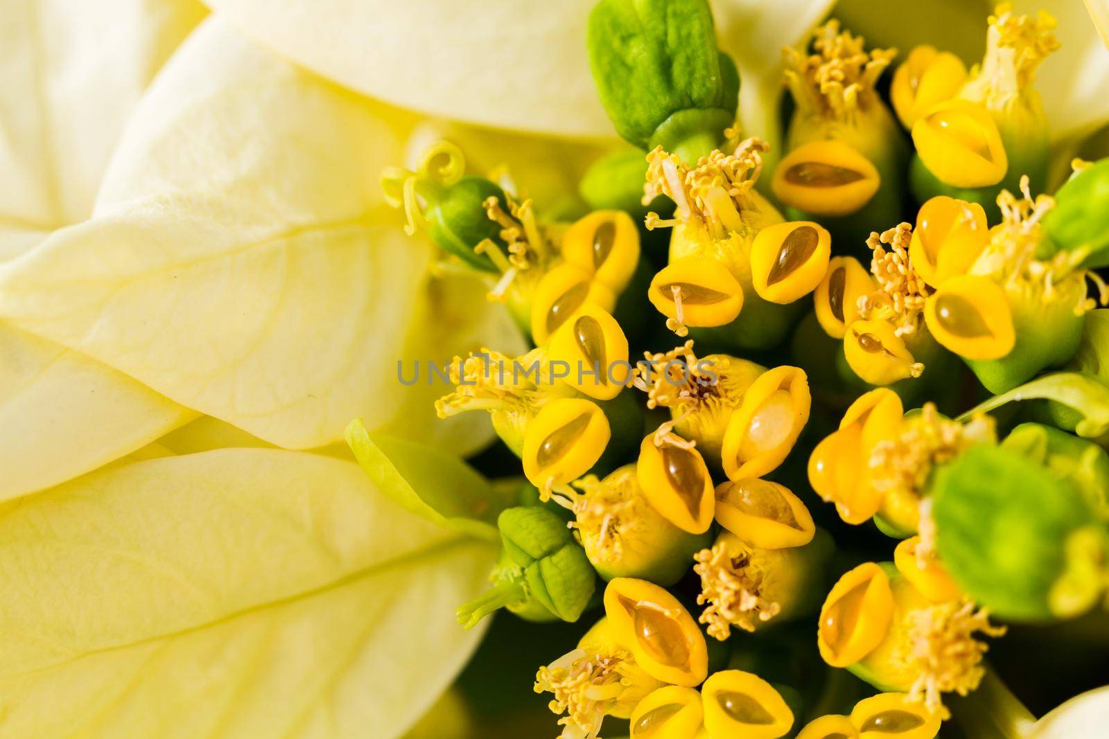 Bright poinsettias for the Christmas/holiday season.