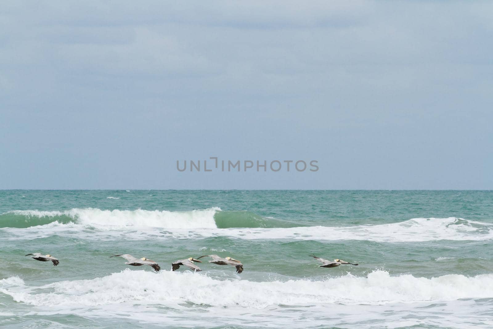 Brown pelicans near the shore of South Padre island, TX.