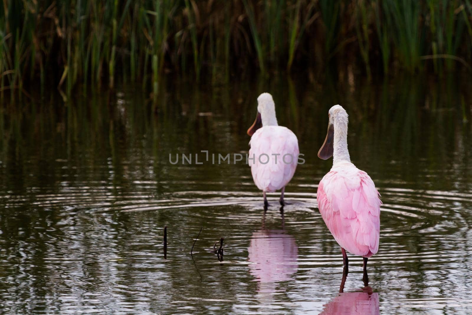 Roseate spoonhill in natural habitat on South Padre Island, TX.