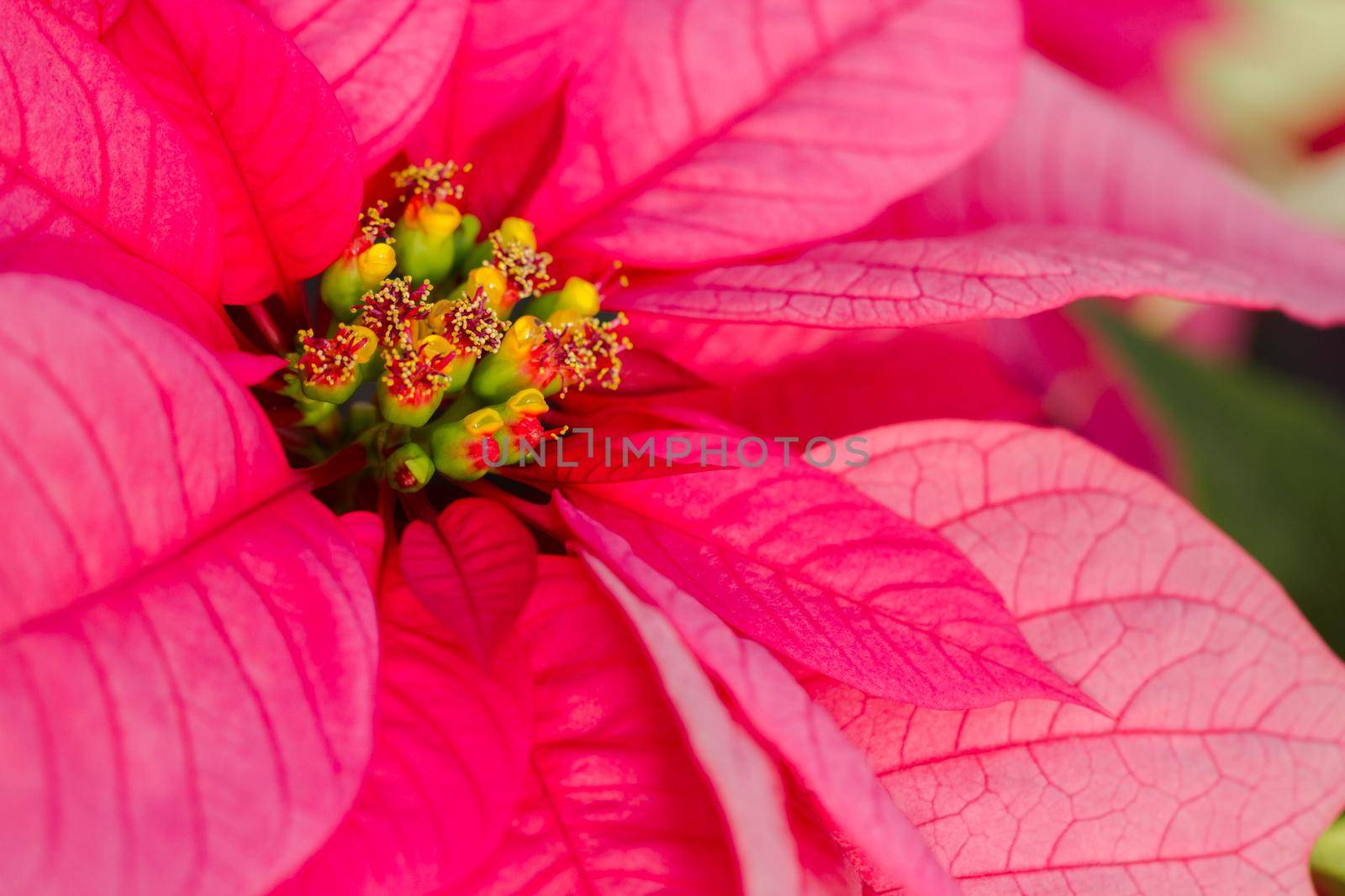 Poinsettias by arinahabich