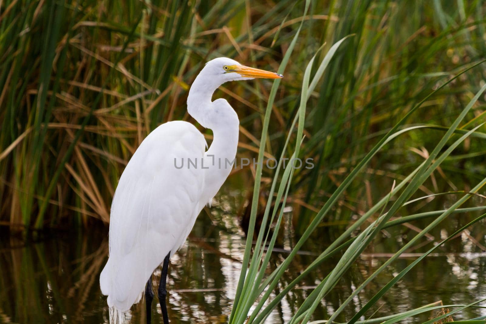 Snowy egret by arinahabich