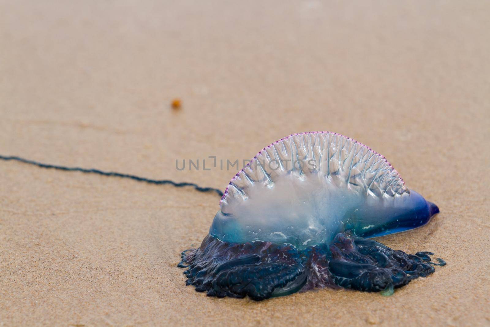 Portuguese Man O War Jellyfish on the beach of South padre, TX.