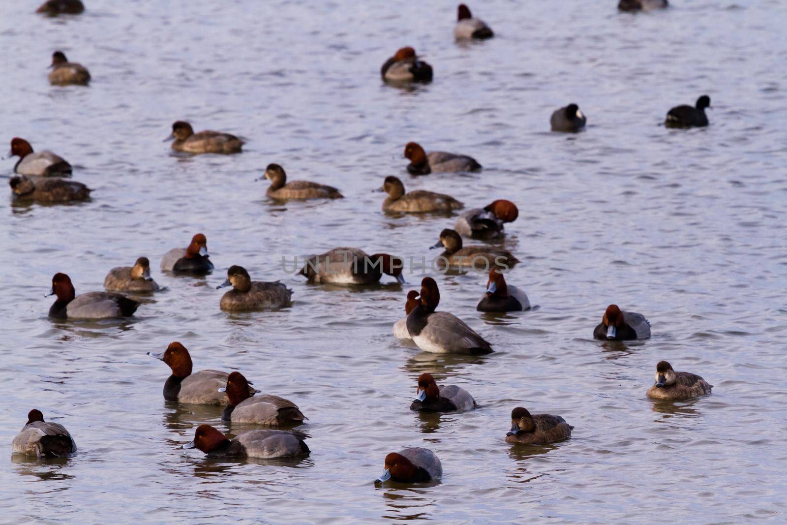 Redhead ducks in natural habitat on South Padre Island, TX.