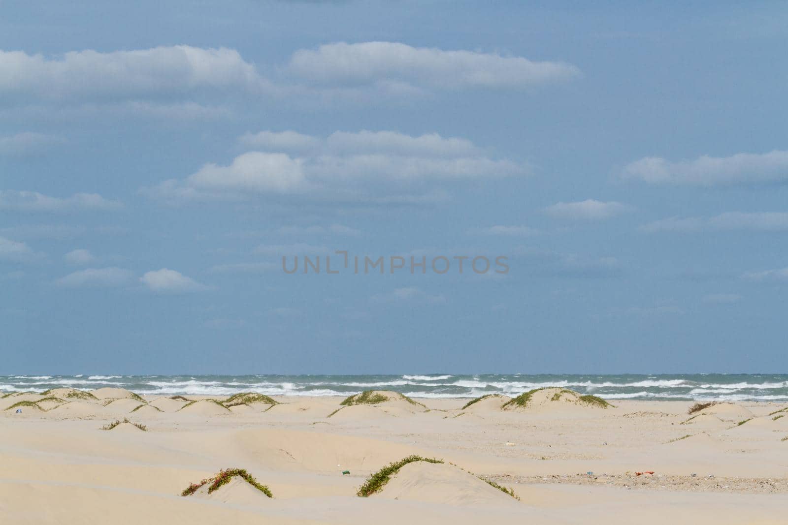 Coastal dunes of South Padre Island, TX.