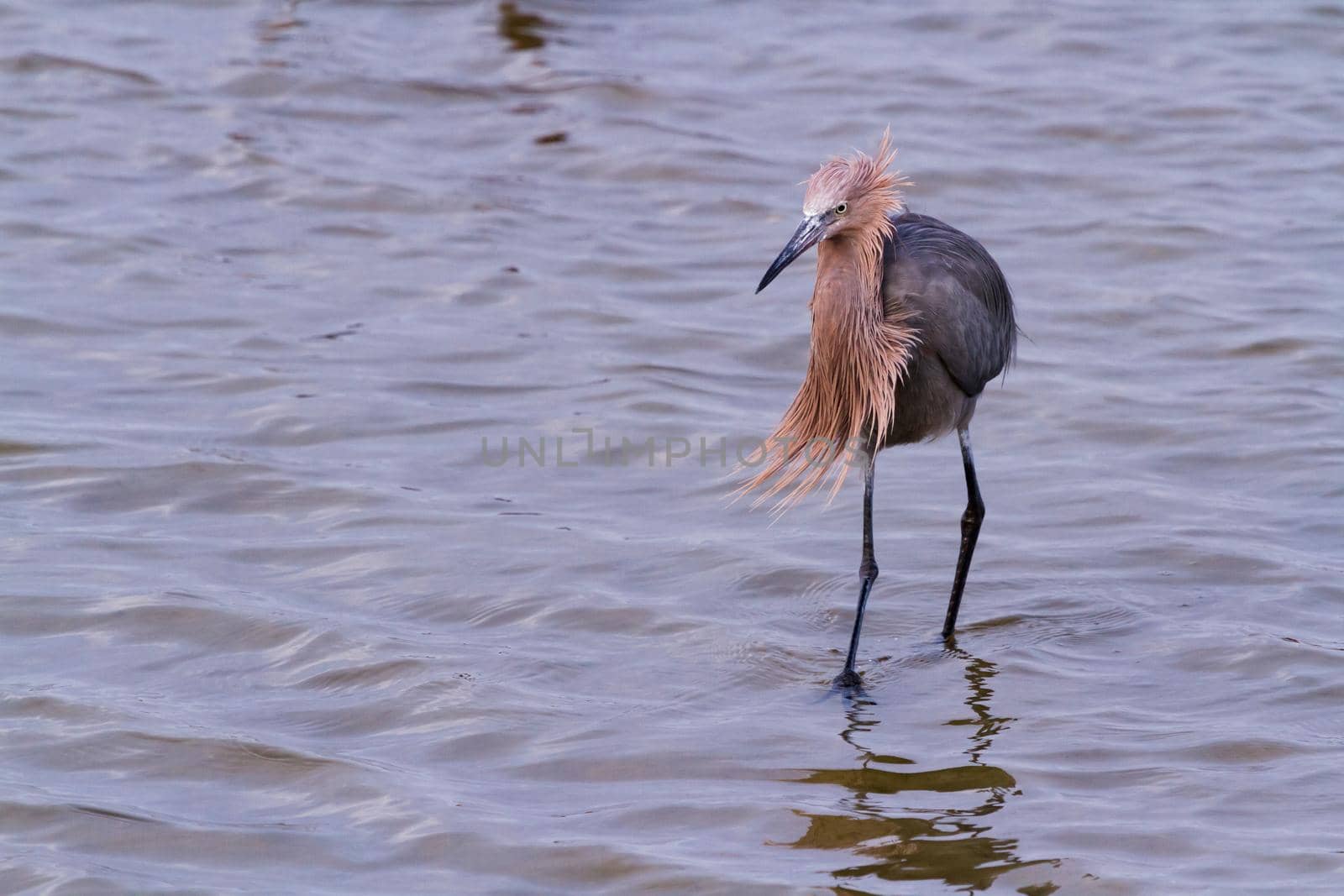 Reddish heron in natural habitat on South Padre Island, TX.