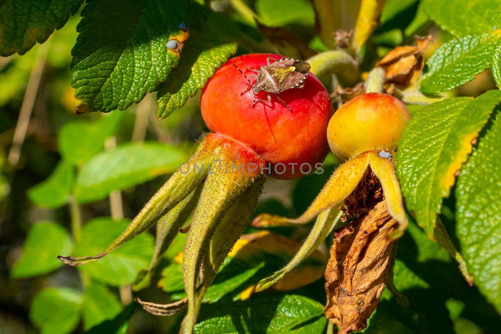 Adult Stink Bug of the Tribe Carpocorini on rosehip fruits. High quality photo