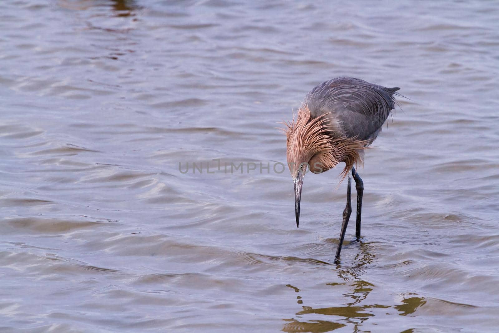 Reddish heron in natural habitat on South Padre Island, TX.