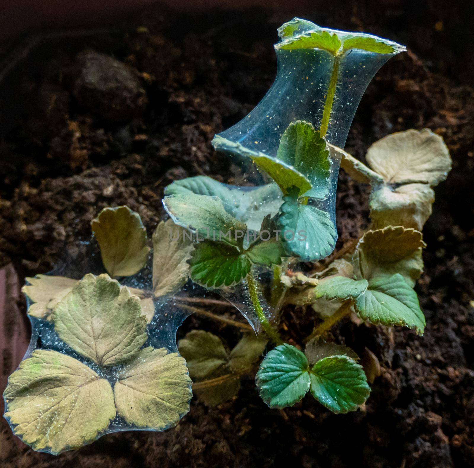 Red spider mite infestation on strawberry crop. High quality photo