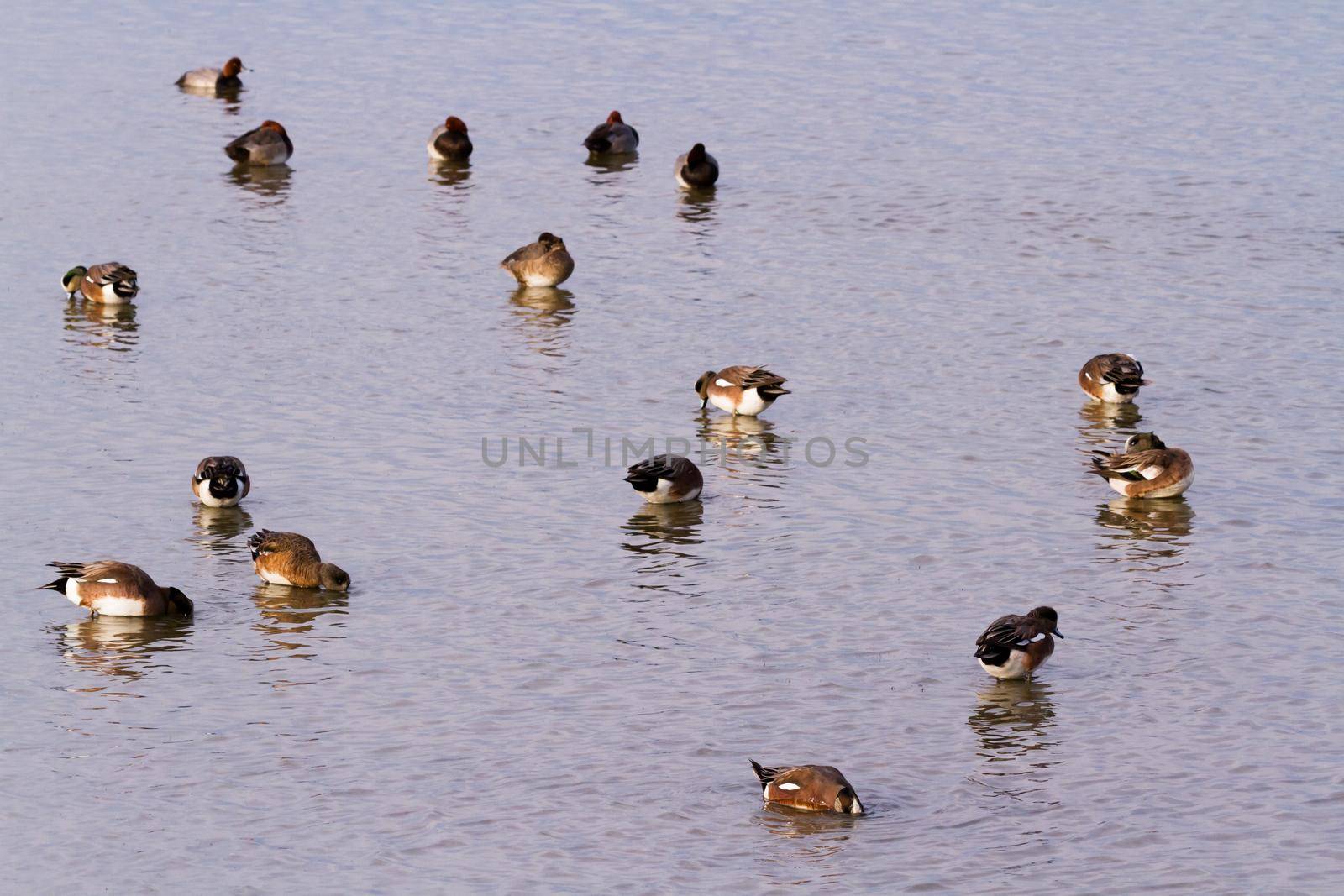 Redhead ducks in natural habitat on South Padre Island, TX.