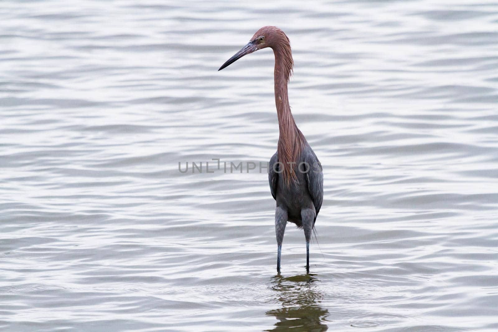 Raddish heron by arinahabich