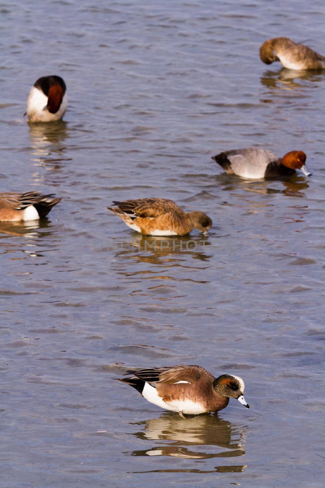 Redhead ducks in natural habitat on South Padre Island, TX.