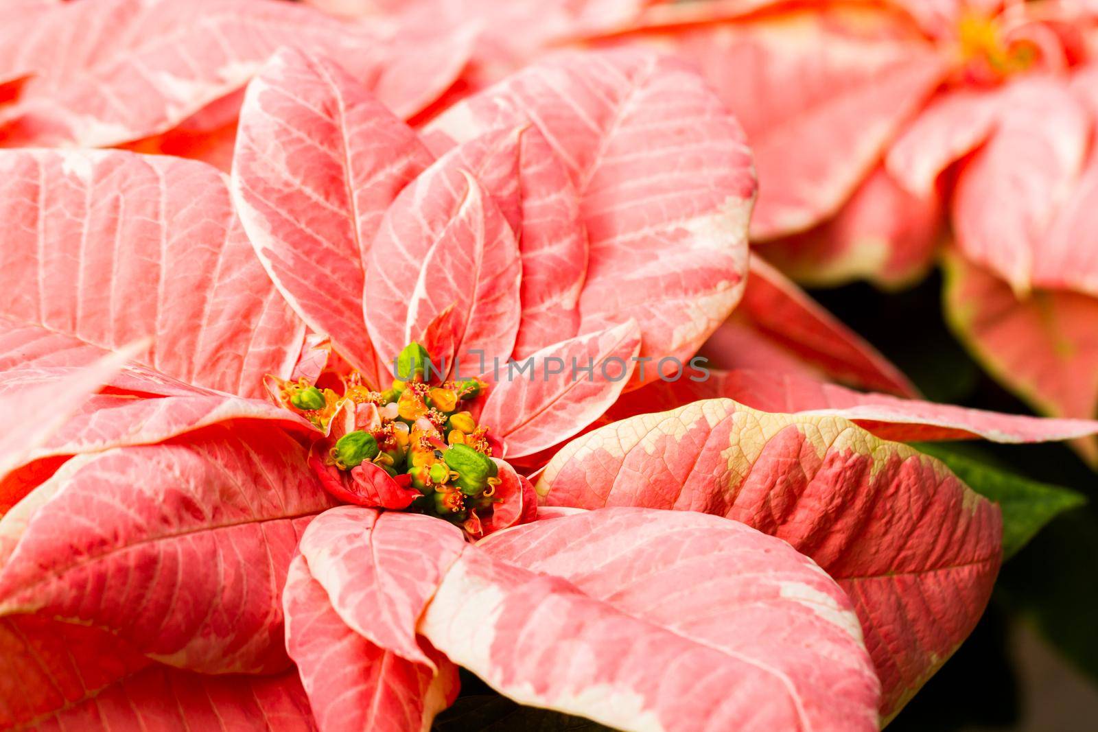 Bright poinsettias for the Christmas/holiday season.