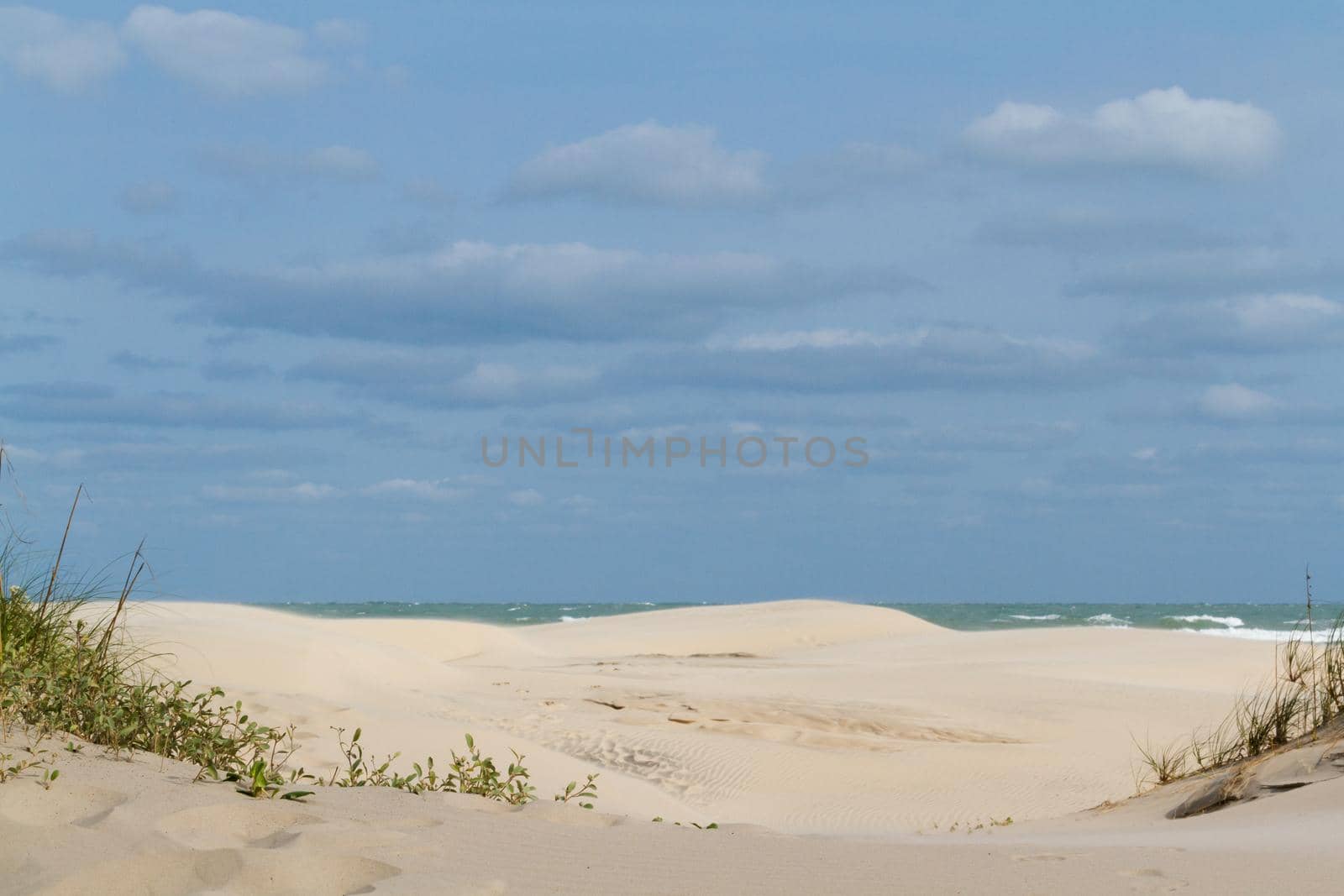 Coastal dunes of South Padre Island, TX.