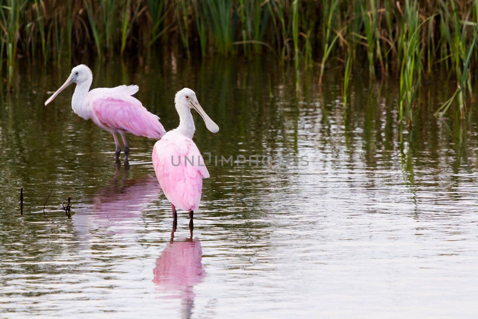 Roseate spoonhill in natural habitat on South Padre Island, TX.