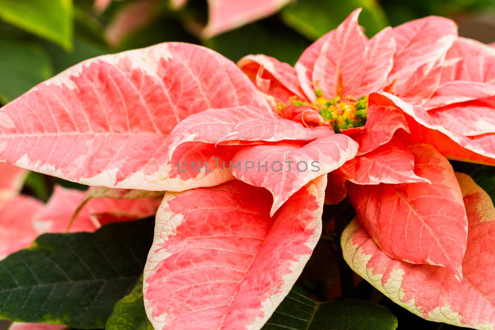 Bright poinsettias for the Christmas/holiday season.