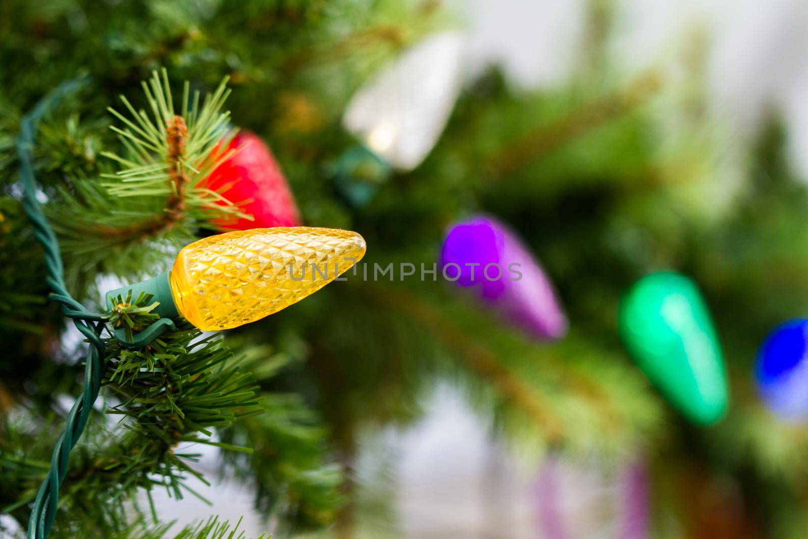 Christmas lights on evergreen granches.