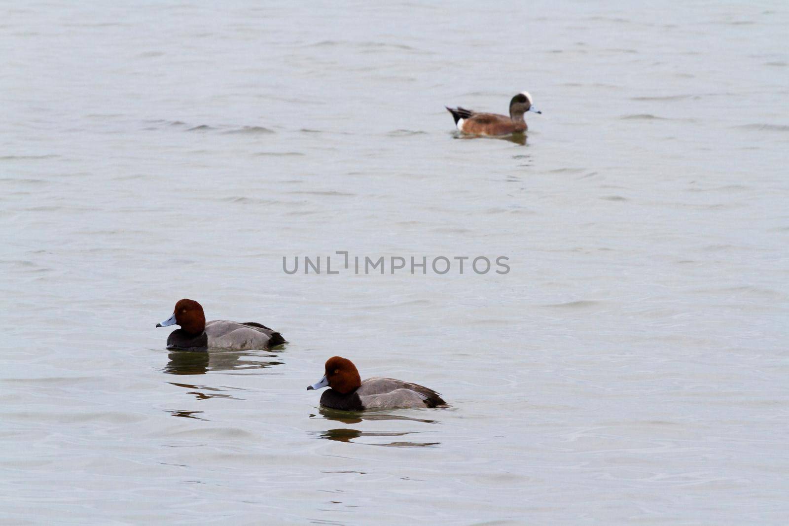 Redhead ducks in native habitat on South Padre Island, TX.