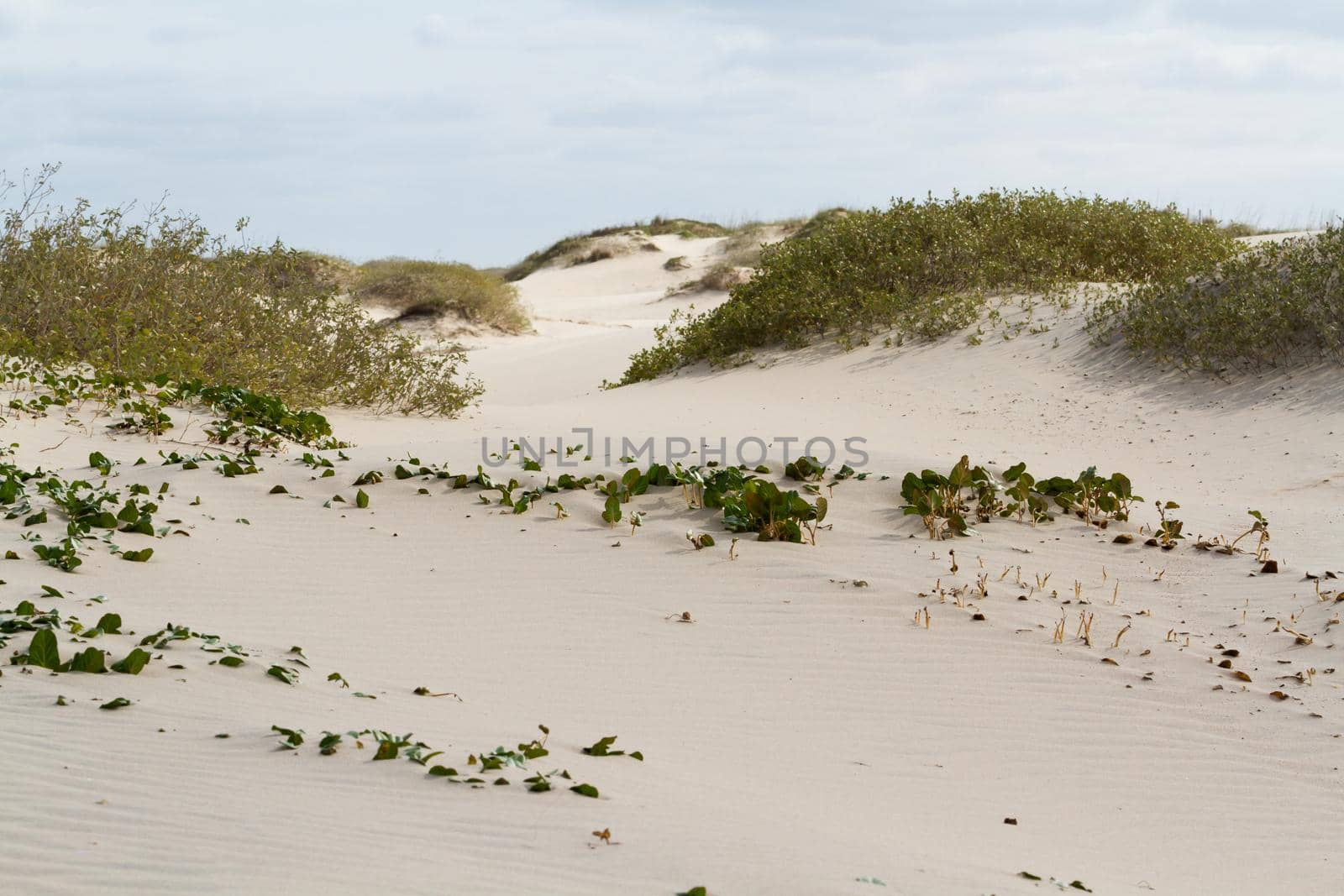 Coastal dunes by arinahabich