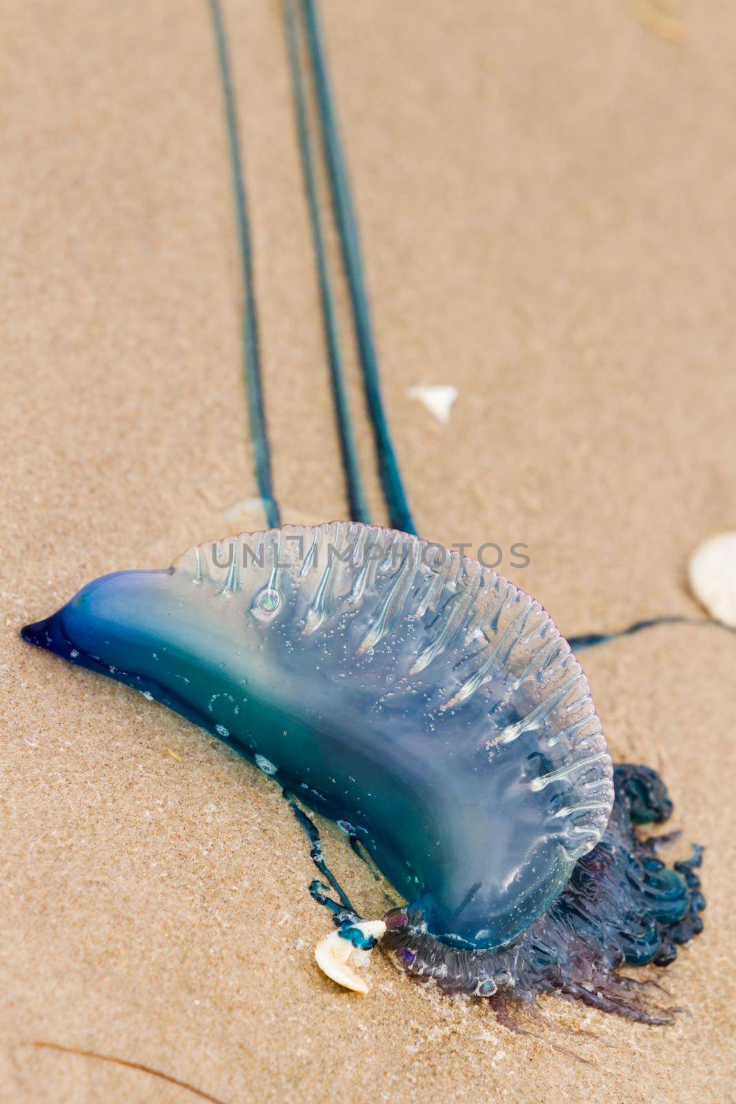 Portuguese Man O War Jellyfish on the beach of South padre, TX.