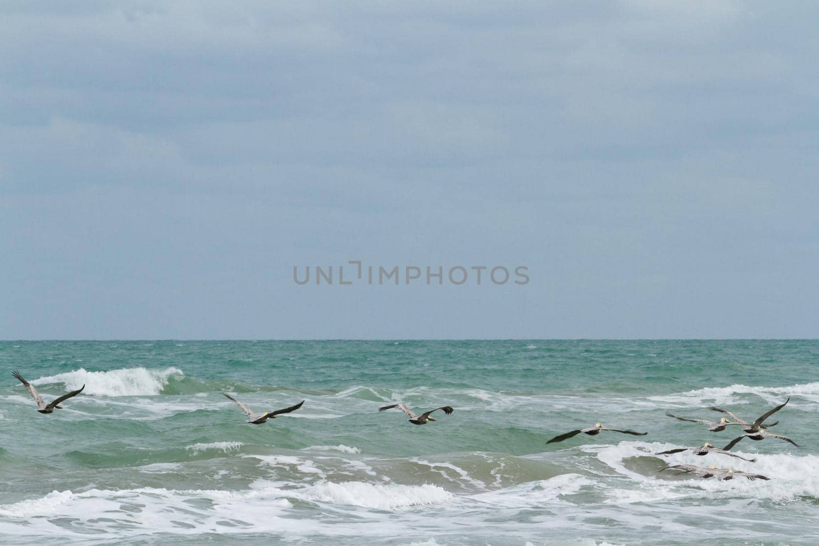 Brown pelicans near the shore of South Padre island, TX.