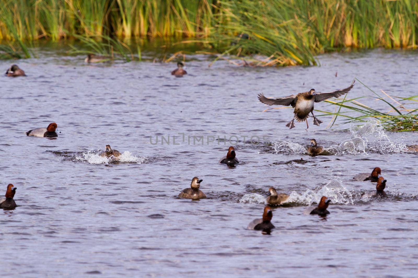 Redhead ducks in natural habitat on South Padre Island, TX.