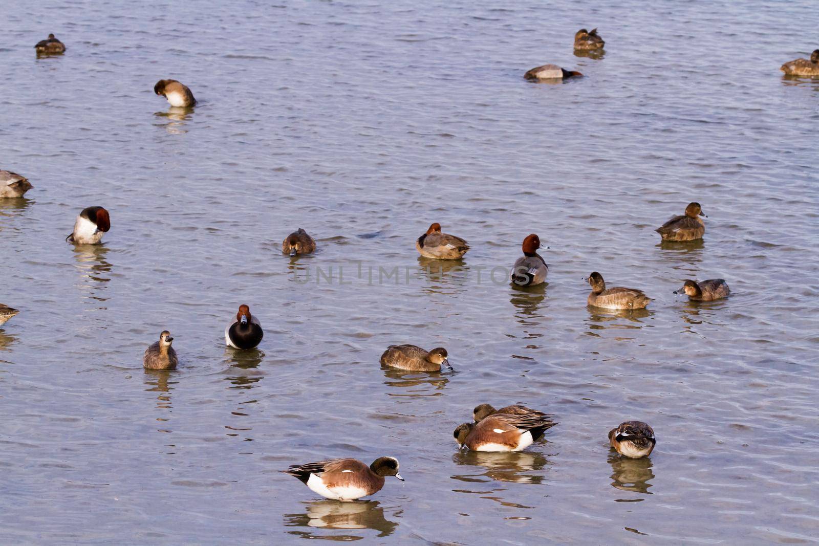 Redhead ducks in natural habitat on South Padre Island, TX.